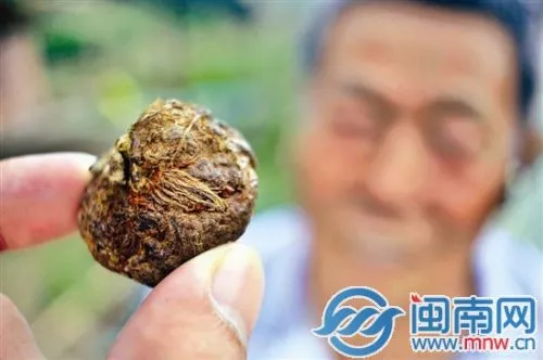 漳州一老人小心收藏着的“羊黄”竟是羊食 切开全是草