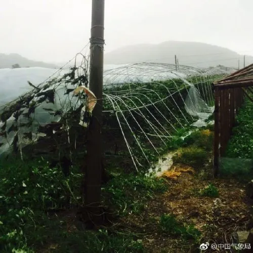 浙江省苍南县马站镇各的区大棚种植受灾严重，11日上午07时左右，拍摄人马站镇气象协理员黄建 