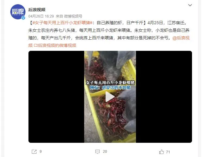 女子每天用上百斤小龙虾喂猪 网友：不扎嘴吗