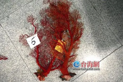 厦首次截获7.26公斤“红珊瑚” 其实是染色海竹（图）