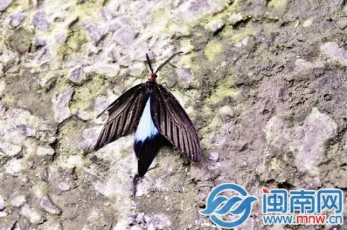 重阳木遭遇多雨水整出不少“幺蛾子” 教你如何防虫