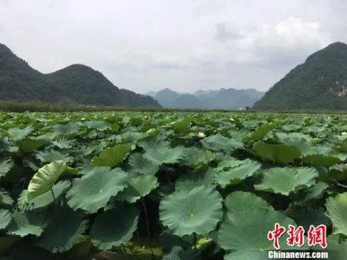 云南普者黑仙人洞村：经营特色旅游助全村脱贫致富