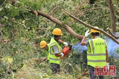 “莫兰蒂”致厦门30万棵树木倒伏 漳州大农景观赴厦施援