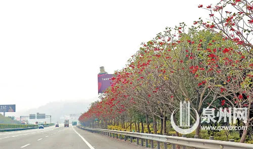 泉州大街小巷刺桐树影稀疏 为何刺桐城却少见刺桐花