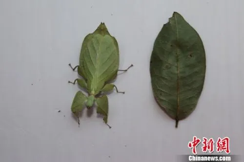 像树叶一样的虫子叫什么？云南普洱现珍稀竹节虫滇叶䗛