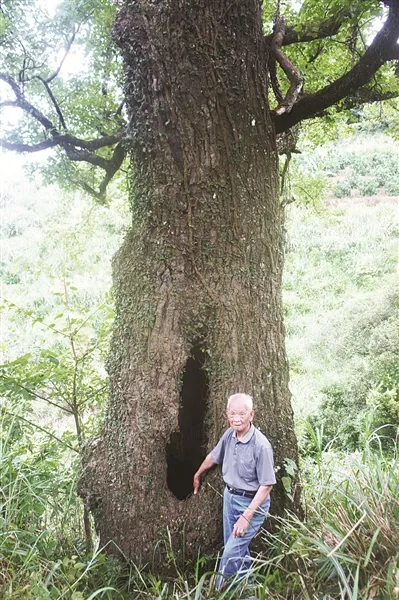 南靖下山村一棵500年古枫树 承载着红色乡愁记忆