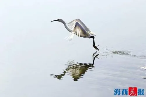 爱白鹭厦门人是认真的 爱鸟已成为厦门市民的日常习惯