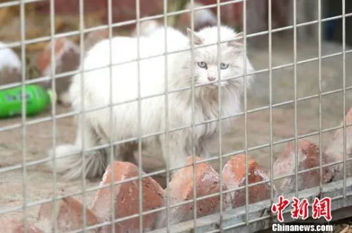 青海唯一流浪动物救助站 200多只猫狗等着爱心人来领养