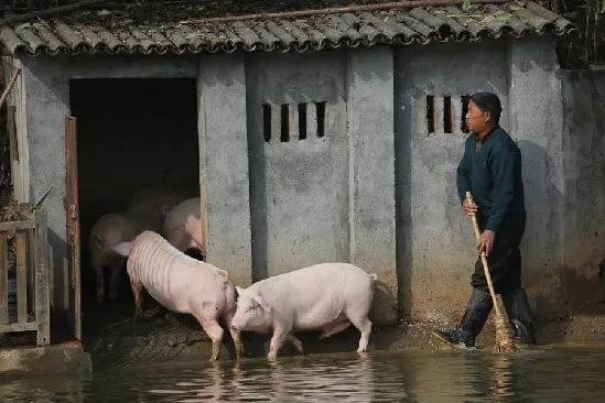 湖南农民设猪跳水台赶猪跳水 肉价高三倍