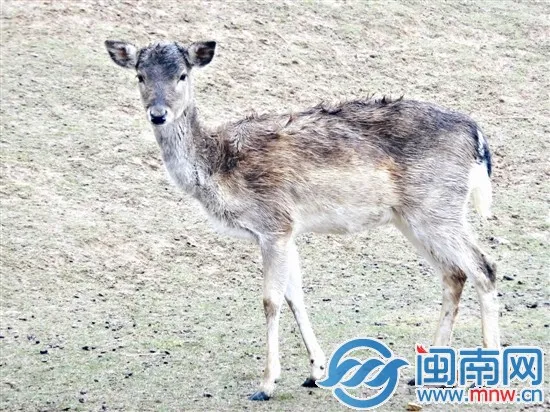 海沧野生动物园黇鹿死亡胃里竟有4公斤塑料袋